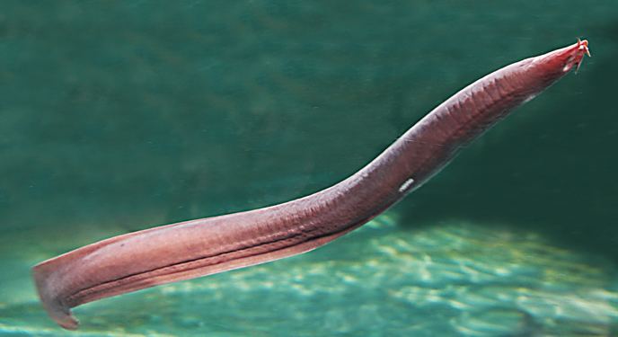 Hagfish What creature defies science carries your money cleans the ocean