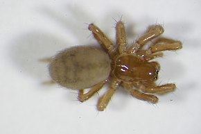 Hahnia (spider) httpsuploadwikimediaorgwikipediacommonsthu