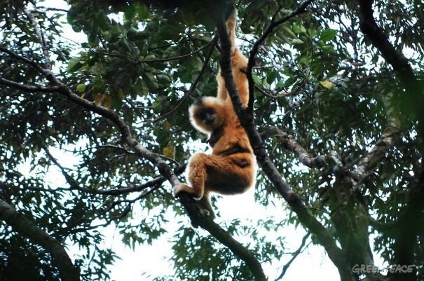 Hainan black crested gibbon Illegal Deforestation Threatens the Last 23 Hainan Gibbons Video