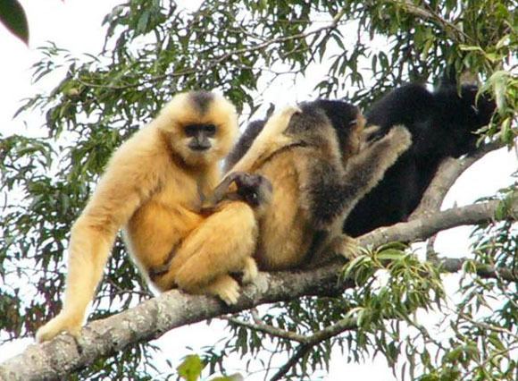 Hainan black crested gibbon wwwneprimateconservancyorguploads153815380