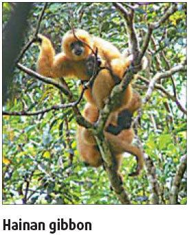 Hainan black crested gibbon Hainan gibbons on the most endangered list chinaorgcn