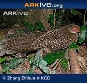 Hainan peacock-pheasant cdn1arkiveorgmedia121298DFAD65F947E7B6C57