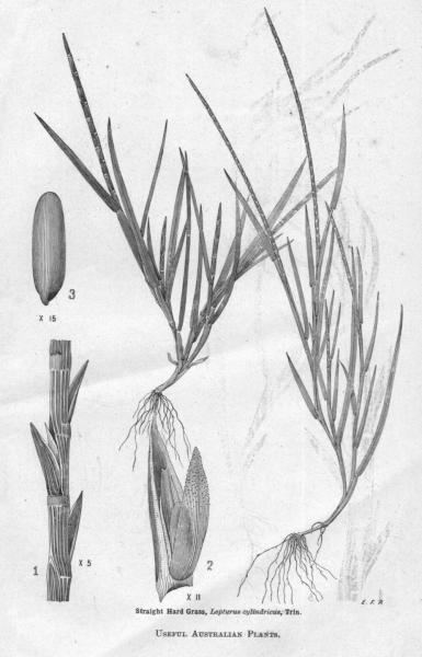 Hainardia Hainardia cylindrica AusGrass2