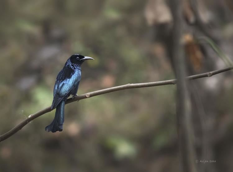 Hair-crested drongo Haircrested Drongo Dicrurus hottentottus videos photos and sound