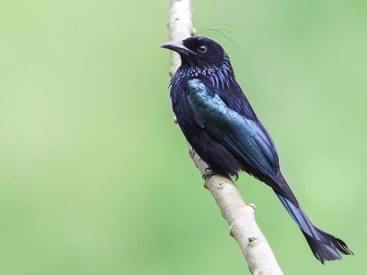Hair-crested drongo Haircrested Drongo Dicrurus hottentottus videos photos and sound