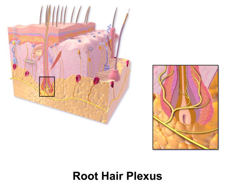 Hair plexus