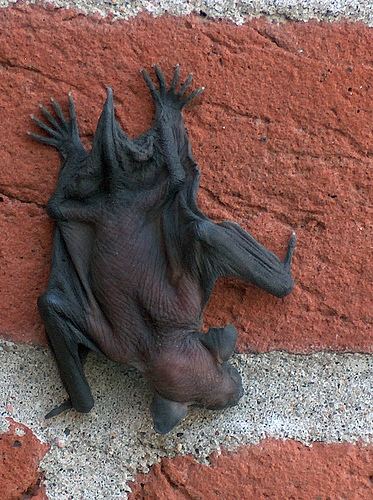 Hairless bat 1000 images about Bats on Pinterest Brooches Baby bats and