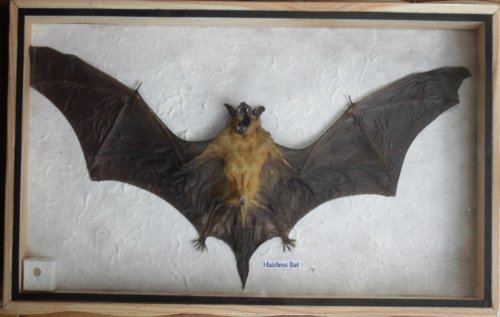 Hairless bat REAL HAIRLESS BAT Insect Taxidermy in wood box Amazoncom