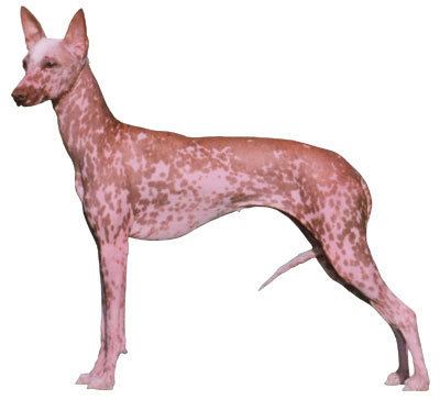 Hairless dog Hairless Dogs American Kennel Club