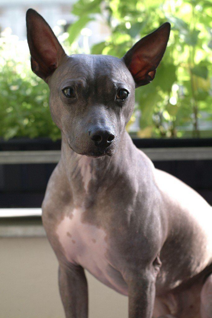 Hairless dog Five Hairless Dog Breeds Man39s Best Naked Friends Featured Creature