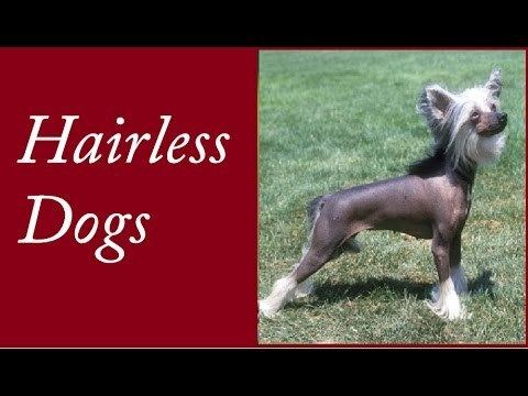 Hairless dog Hairless Dog Facts YouTube