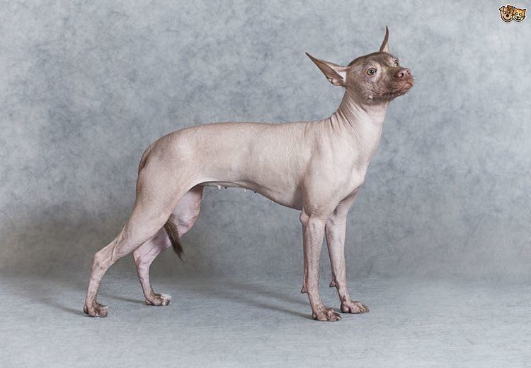 Hairless dog The four recognised hairless dog breeds Pets4Homes