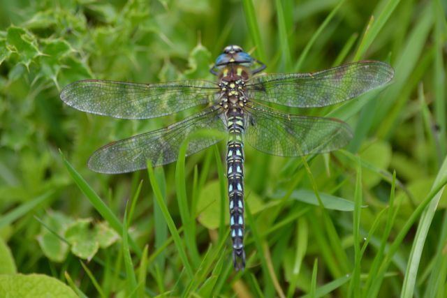 Hairy dragonfly Hairy Dragonfly and more Otmoor Odonata 25 amp 26th May Ramblings