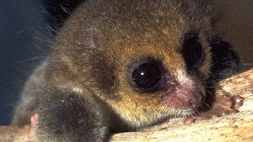 Hairy-eared dwarf lemur Hairyeared dwarf lemur Characteristics Habitat amp Breeding