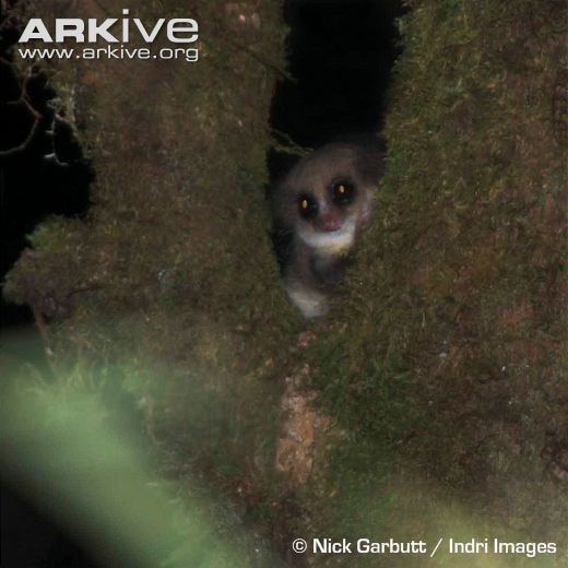 Hairy-eared dwarf lemur Hairyeared dwarf lemur photo Allocebus trichotis G26572 ARKive