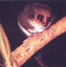 Hairy-eared dwarf lemur Animal Info Hairyeared Dwarf Lemur
