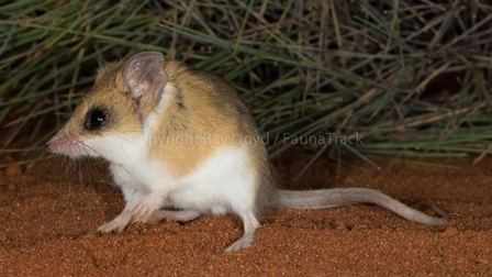 Hairy-footed dunnart m1ipbasecomo99995469911559189110GJciY2xS