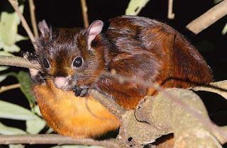 Hairy-footed flying squirrel httpssmediacacheak0pinimgcom736xbf08dd