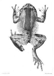 Hairy frog Hairy frog Wikipedia