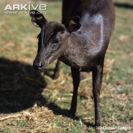 Hairy-fronted muntjac Black muntjac videos photos and facts Muntiacus crinifrons ARKive