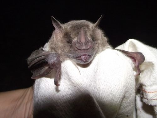 Hairy fruit-eating bat httpsstaticinaturalistorgphotos867940mediu
