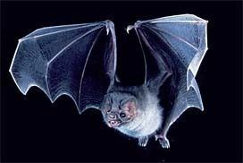Hairy-legged vampire bat imagess3enaturecommammalsmammalsmma05421mjpg