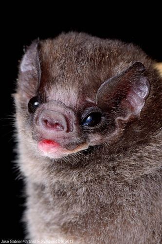 Hairy-legged vampire bat The Hairylegged Vampire Bat Diphylla ecaudata is the only one of