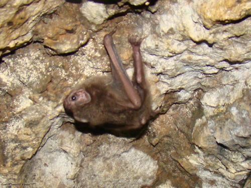 Hairy-legged vampire bat Hairylegged Vampire Bat observed by marisolocamposandoval on April