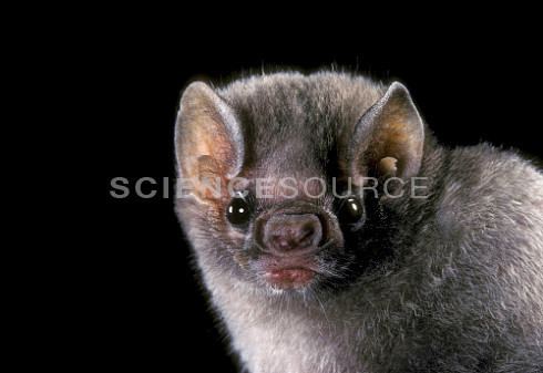 Hairy-legged vampire bat Hairylegged vampire bat Diphylla ecaudata Stock Photo JC3123