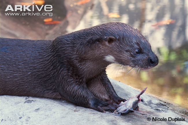Hairy-nosed otter Hairynosed otter photo Lutra sumatrana G78052 ARKive
