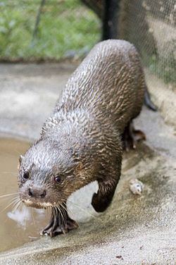 Hairy-nosed otter httpsuploadwikimediaorgwikipediacommonsthu