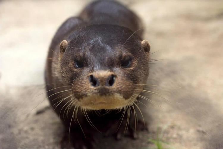 Hairy-nosed otter HairyNosed Otter Wildlife Alliance