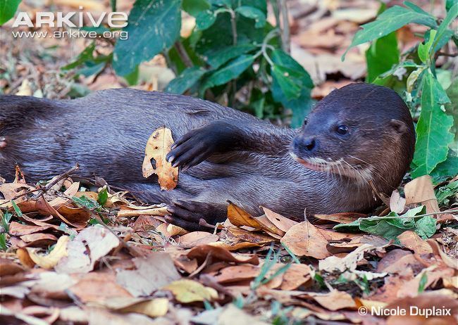 Hairy-nosed otter Hairynosed otter videos photos and facts Lutra sumatrana ARKive