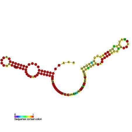 Hairy RNA localisation element (HLE)