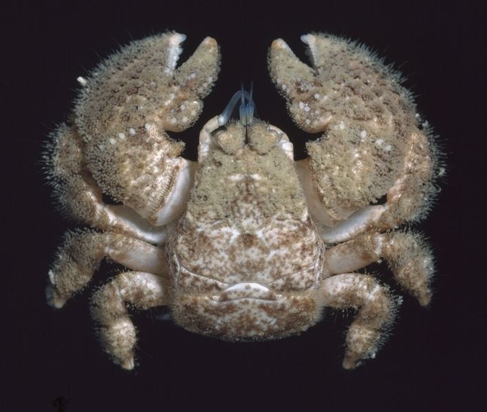 Hairy stone crab portphillipmarinelifenetauimagesspeciesspecie