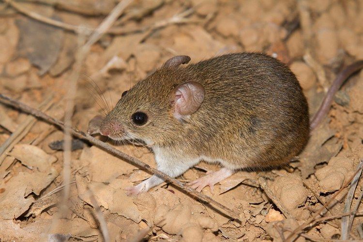 Hairy-tailed bolo mouse