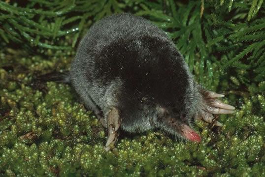 Hairy-tailed mole Parascalops breweri Hairytailed mole