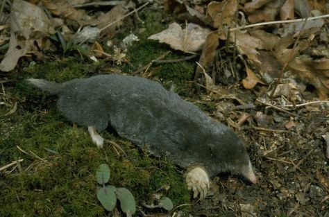 Image result for hairy tailed mole