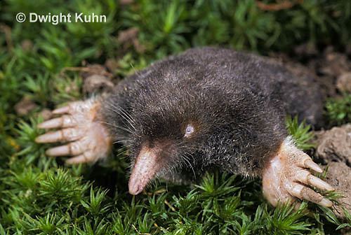 Hairy-tailed mole Hairytailed Mole Facts History Useful Information and Amazing
