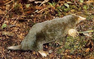 Hairy-tailed mole wwwdiscoverlifeorgnhtxVertebrataMammaliaTal