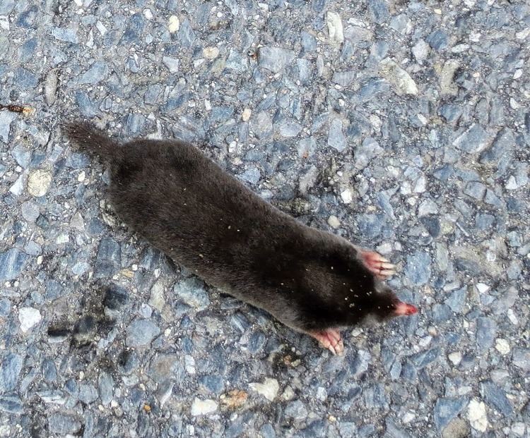 Hairy-tailed mole Animal Trackers of New England Hairytailed mole