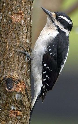 Hairy woodpecker Hairy Woodpecker Identification All About Birds Cornell Lab of