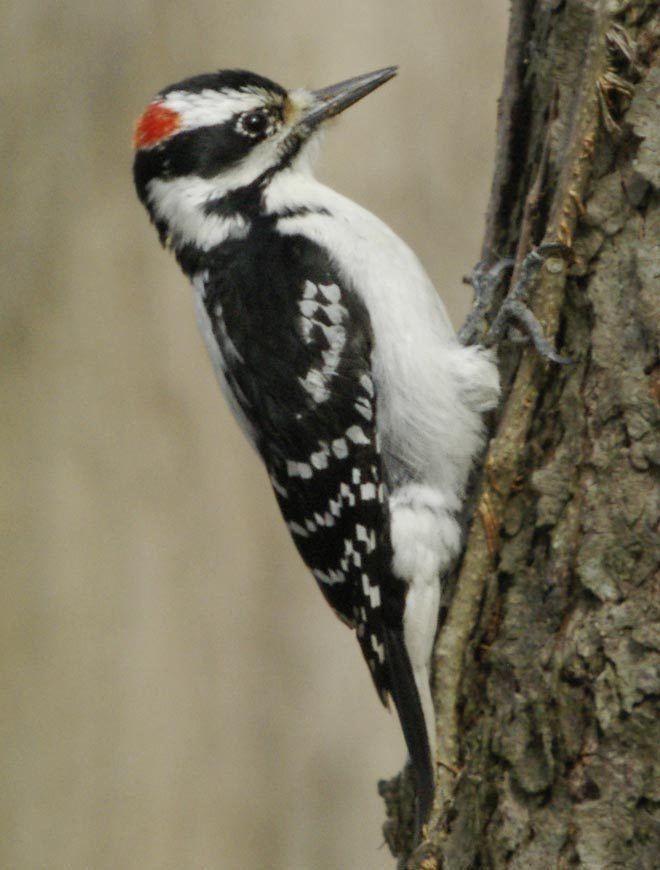 Hairy woodpecker Hairy Woodpecker