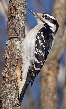 Hairy woodpecker httpswwwallaboutbirdsorgguidePHOTOLARGEha