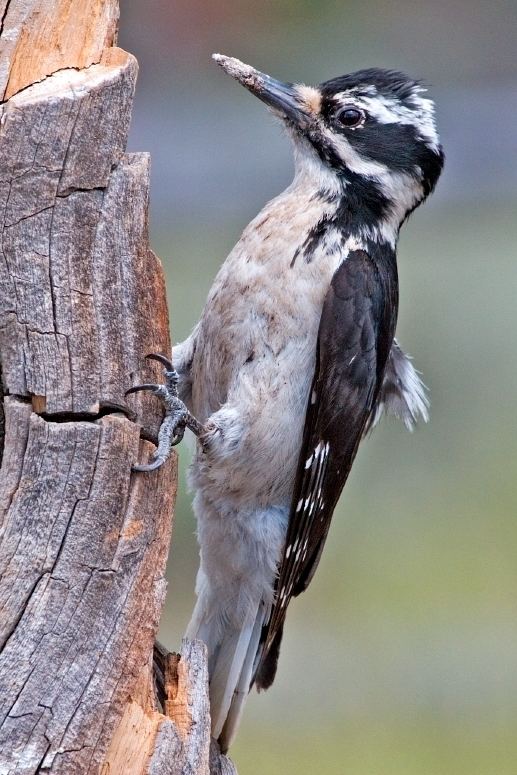 Hairy woodpecker Hairy woodpecker Wikipedia
