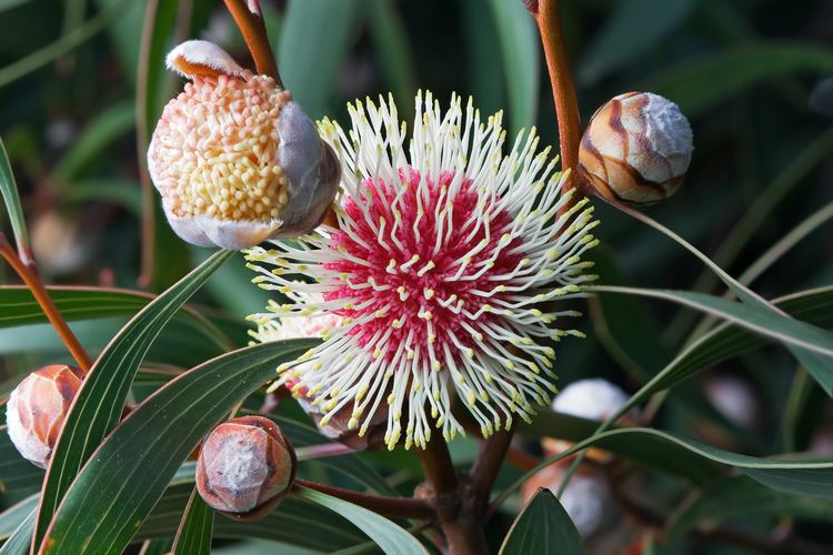 Hakea httpsuploadwikimediaorgwikipediacommons55