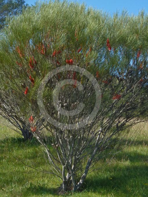 Hakea bucculenta Hakea bucculenta Red Pokers information amp photos