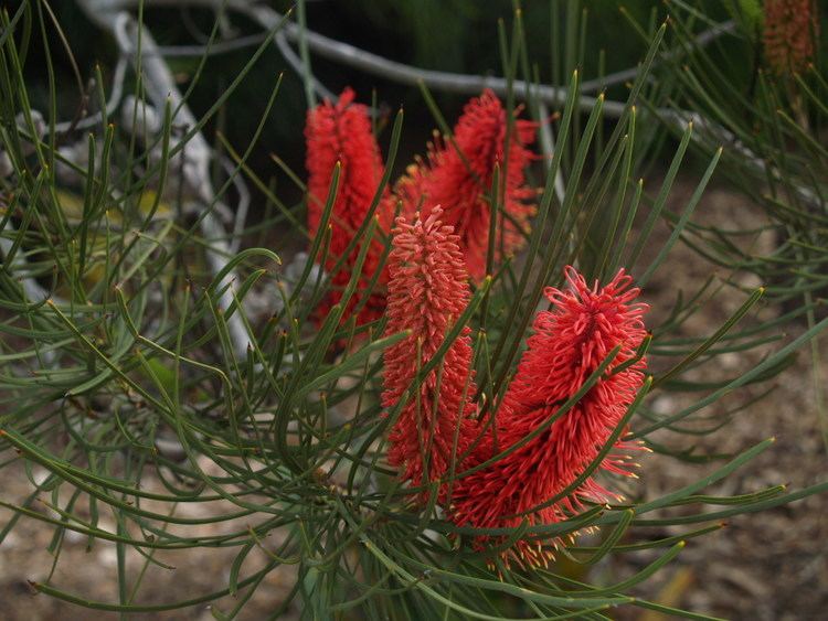 Hakea bucculenta Florez Nursery Hakea bucculenta