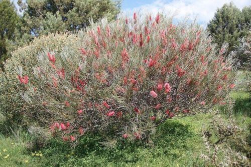 Hakea bucculenta RED POKERS Hakea bucculenta 20 seeds eBay