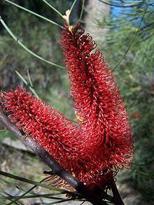 Hakea bucculenta httpsuploadwikimediaorgwikipediacommonsthu